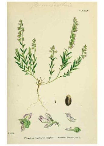 Reproducción/Reproduction 48755397462: English botany, or, Coloured figures of British plants /. London :R. Hardwicke,1863-1886.. 