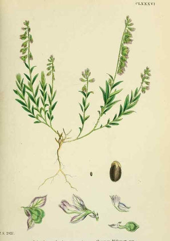 Reproducción/Reproduction 48755397462: English botany, or, Coloured figures of British plants /. London :R. Hardwicke,1863-1886.. 
