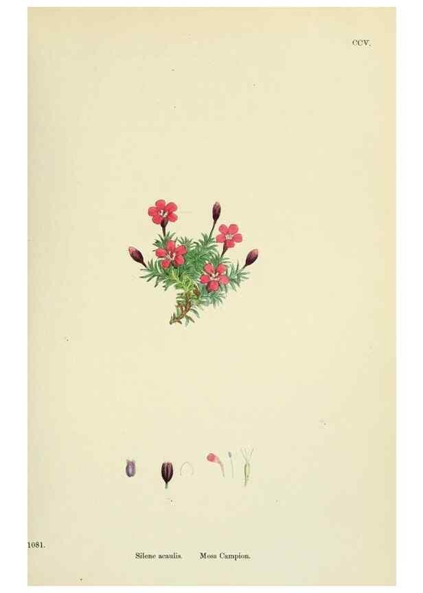 Reproducción/Reproduction 48755405162: English botany, or, Coloured figures of British plants /. London :R. Hardwicke,1863-1886.. 