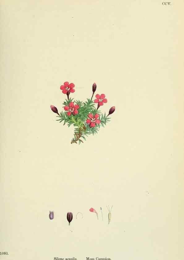 Reproducción/Reproduction 48755405162: English botany, or, Coloured figures of British plants /. London :R. Hardwicke,1863-1886.. 