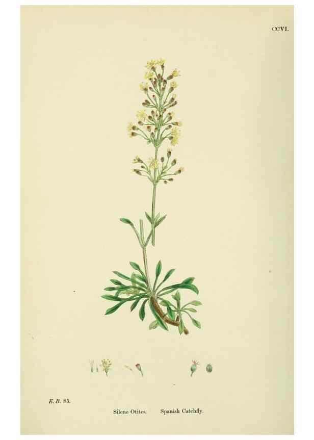 Reproducción/Reproduction 48755211201: English botany, or, Coloured figures of British plants /. London :R. Hardwicke,1863-1886.. 