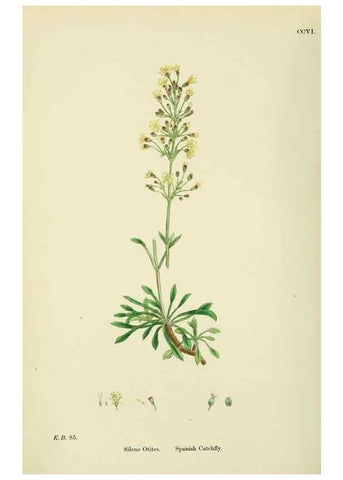 Reproducción/Reproduction 48755211201: English botany, or, Coloured figures of British plants /. London :R. Hardwicke,1863-1886.. 