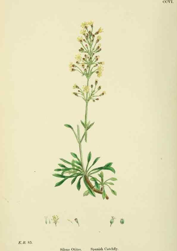 Reproducción/Reproduction 48755211201: English botany, or, Coloured figures of British plants /. London :R. Hardwicke,1863-1886.. 