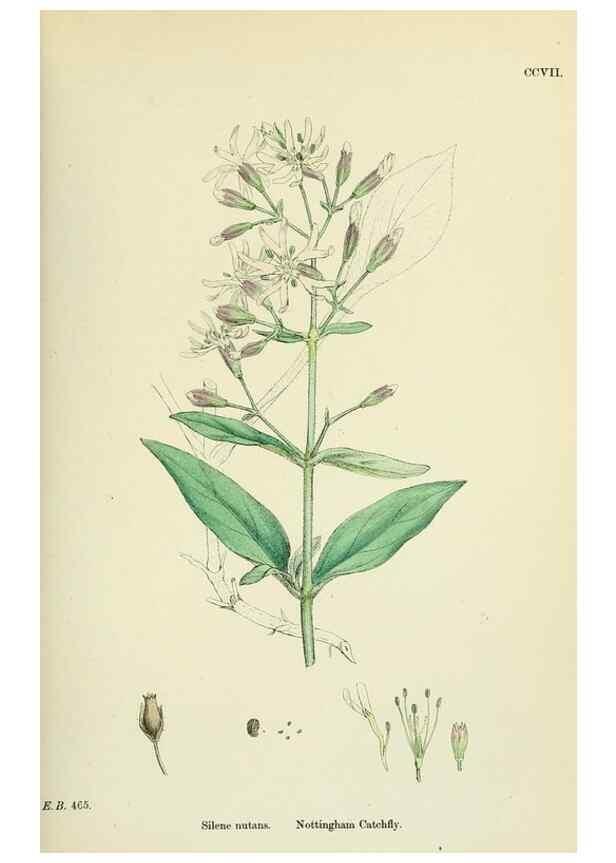 Reproducción/Reproduction 48755211546: English botany, or, Coloured figures of British plants /. London :R. Hardwicke,1863-1886.. 