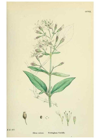 Reproducción/Reproduction 48755211546: English botany, or, Coloured figures of British plants /. London :R. Hardwicke,1863-1886.. 