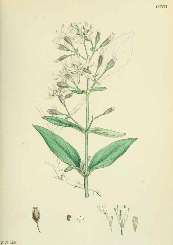 Reproducción/Reproduction 48755211546: English botany, or, Coloured figures of British plants /. London :R. Hardwicke,1863-1886.. 