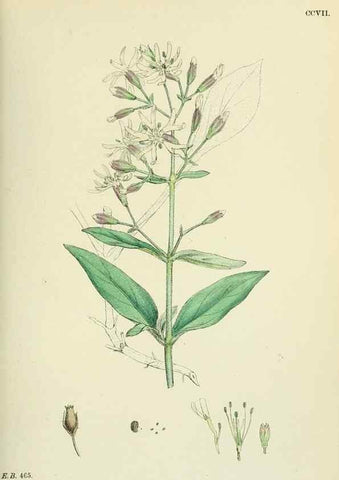 Reproducción/Reproduction 48755211546: English botany, or, Coloured figures of British plants /. London :R. Hardwicke,1863-1886.. 