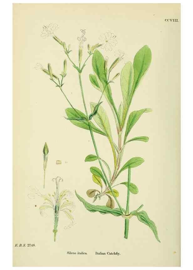 Reproducción/Reproduction 48754890583: English botany, or, Coloured figures of British plants /. London :R. Hardwicke,1863-1886.. 