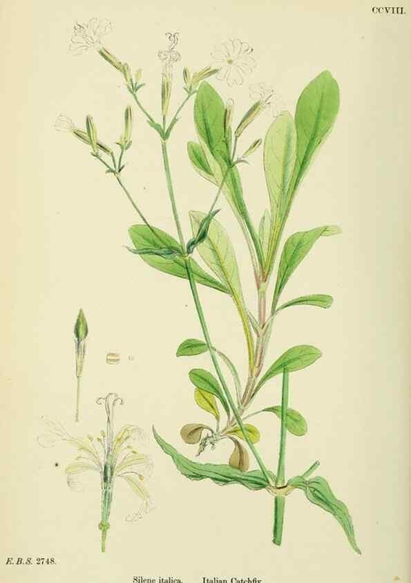 Reproducción/Reproduction 48754890583: English botany, or, Coloured figures of British plants /. London :R. Hardwicke,1863-1886.. 
