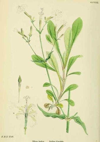 Reproducción/Reproduction 48754890583: English botany, or, Coloured figures of British plants /. London :R. Hardwicke,1863-1886.. 