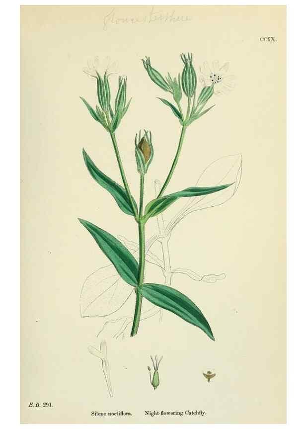 Reproducción/Reproduction 48754891023: English botany, or, Coloured figures of British plants /. London :R. Hardwicke,1863-1886.. 