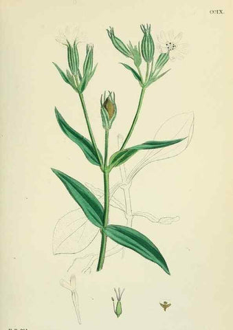 Reproducción/Reproduction 48754891023: English botany, or, Coloured figures of British plants /. London :R. Hardwicke,1863-1886.. 