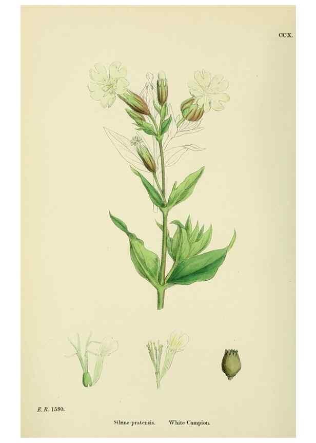Reproducción/Reproduction 48755407497: English botany, or, Coloured figures of British plants /. London :R. Hardwicke,1863-1886.. 