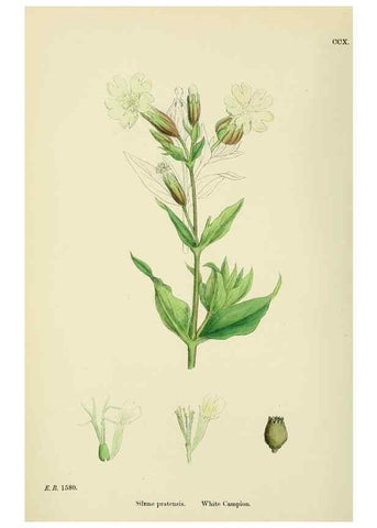 Reproducción/Reproduction 48755407497: English botany, or, Coloured figures of British plants /. London :R. Hardwicke,1863-1886.. 