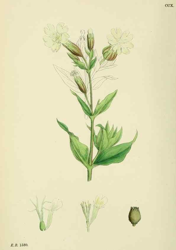 Reproducción/Reproduction 48755407497: English botany, or, Coloured figures of British plants /. London :R. Hardwicke,1863-1886.. 