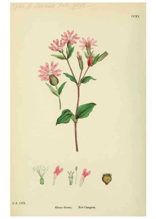 Reproducción/Reproduction 48755212786: English botany, or, Coloured figures of British plants /. London :R. Hardwicke,1863-1886.. 