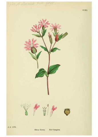 Reproducción/Reproduction 48755212786: English botany, or, Coloured figures of British plants /. London :R. Hardwicke,1863-1886.. 