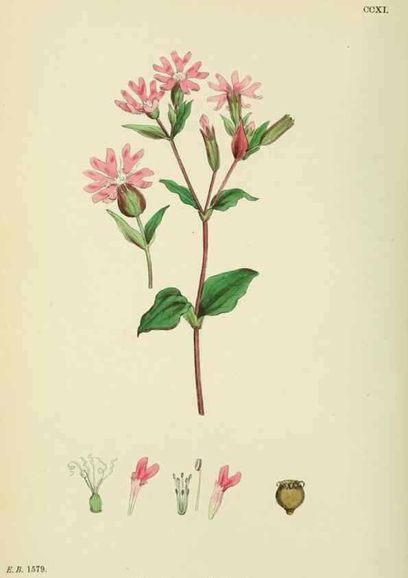 Reproducción/Reproduction 48755212786: English botany, or, Coloured figures of British plants /. London :R. Hardwicke,1863-1886.. 