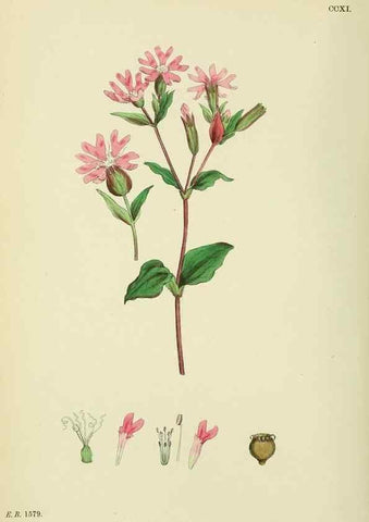 Reproducción/Reproduction 48755212786: English botany, or, Coloured figures of British plants /. London :R. Hardwicke,1863-1886.. 