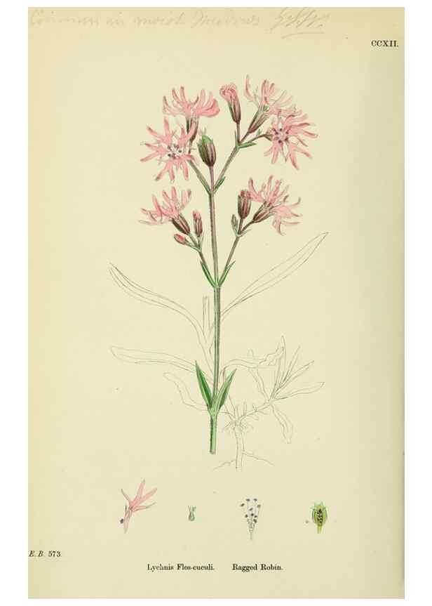Reproducción/Reproduction 48755407952: English botany, or, Coloured figures of British plants /. London :R. Hardwicke,1863-1886.. 