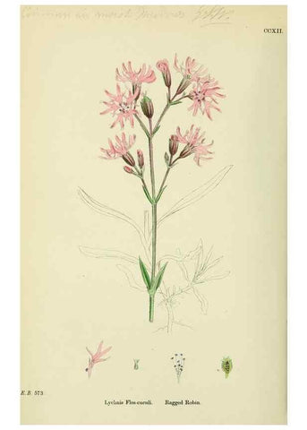 Reproducción/Reproduction 48755407952: English botany, or, Coloured figures of British plants /. London :R. Hardwicke,1863-1886.. 