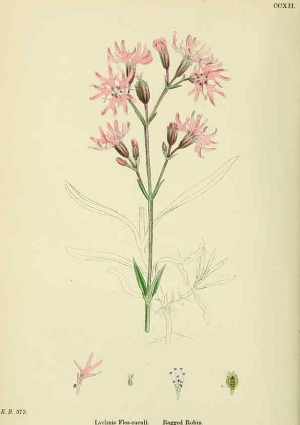 Reproducción/Reproduction 48755407952: English botany, or, Coloured figures of British plants /. London :R. Hardwicke,1863-1886.. 