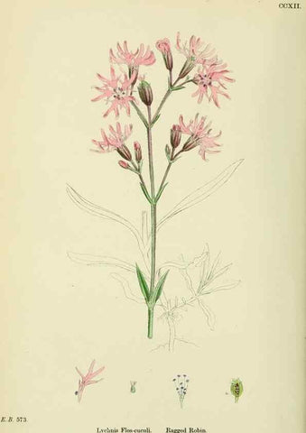 Reproducción/Reproduction 48755407952: English botany, or, Coloured figures of British plants /. London :R. Hardwicke,1863-1886.. 