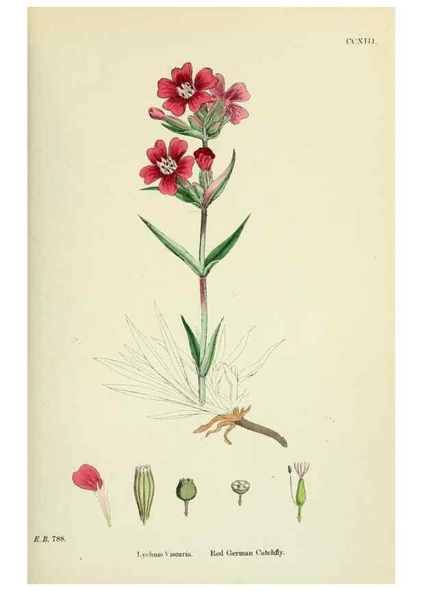 Reproducción/Reproduction 48755213401: English botany, or, Coloured figures of British plants /. London :R. Hardwicke,1863-1886.. 