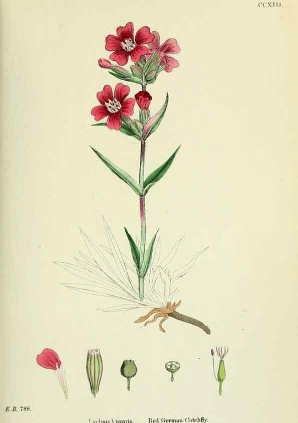 Reproducción/Reproduction 48755213401: English botany, or, Coloured figures of British plants /. London :R. Hardwicke,1863-1886.. 