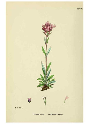 Reproducción/Reproduction 48754892413: English botany, or, Coloured figures of British plants /. London :R. Hardwicke,1863-1886.. 