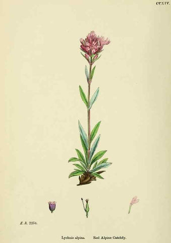 Reproducción/Reproduction 48754892413: English botany, or, Coloured figures of British plants /. London :R. Hardwicke,1863-1886.. 
