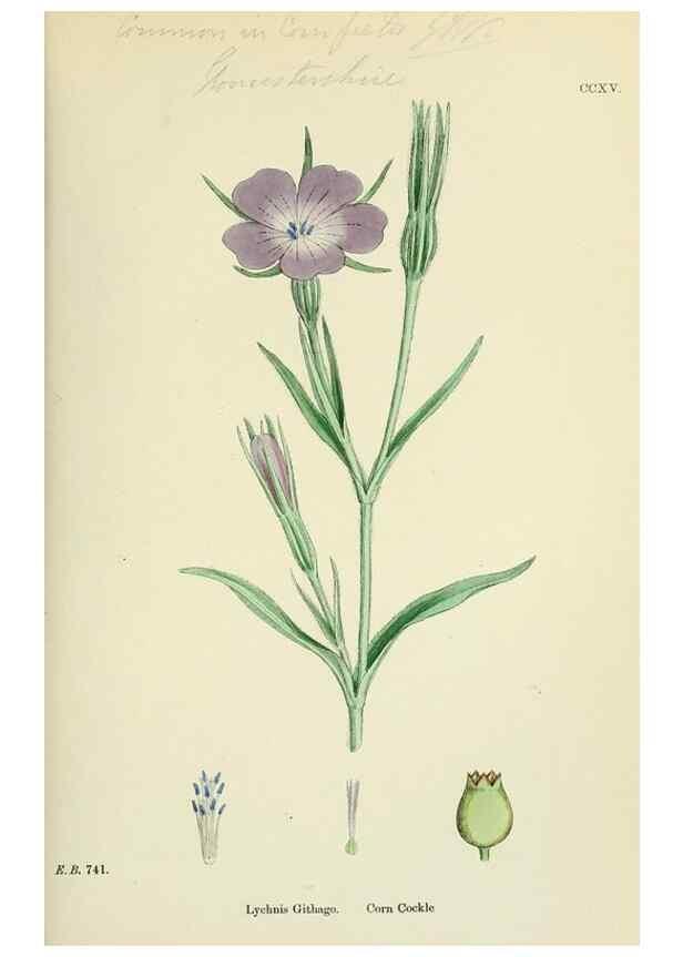 Reproducción/Reproduction 48755213976: English botany, or, Coloured figures of British plants /. London :R. Hardwicke,1863-1886.. 