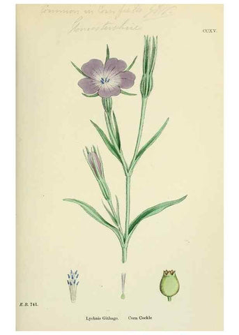 Reproducción/Reproduction 48755213976: English botany, or, Coloured figures of British plants /. London :R. Hardwicke,1863-1886.. 