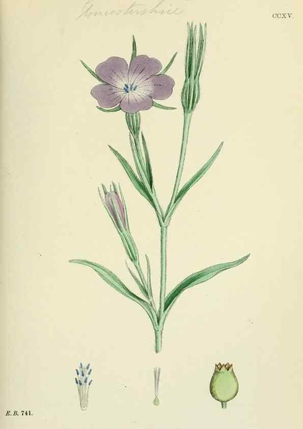 Reproducción/Reproduction 48755213976: English botany, or, Coloured figures of British plants /. London :R. Hardwicke,1863-1886.. 