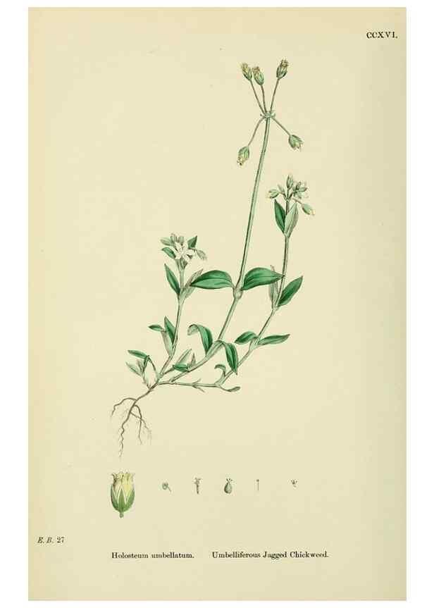 Reproducción/Reproduction 48754892993: English botany, or, Coloured figures of British plants /. London :R. Hardwicke,1863-1886.. 