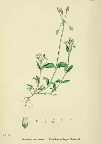 Reproducción/Reproduction 48754892993: English botany, or, Coloured figures of British plants /. London :R. Hardwicke,1863-1886.. 