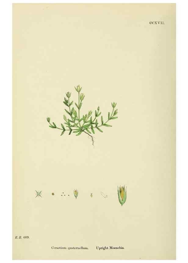 Reproducción/Reproduction 48754893233: English botany, or, Coloured figures of British plants /. London :R. Hardwicke,1863-1886.. 