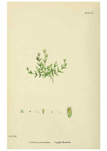 Reproducción/Reproduction 48754893233: English botany, or, Coloured figures of British plants /. London :R. Hardwicke,1863-1886.. 