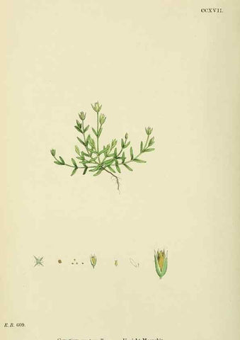 Reproducción/Reproduction 48754893233: English botany, or, Coloured figures of British plants /. London :R. Hardwicke,1863-1886.. 