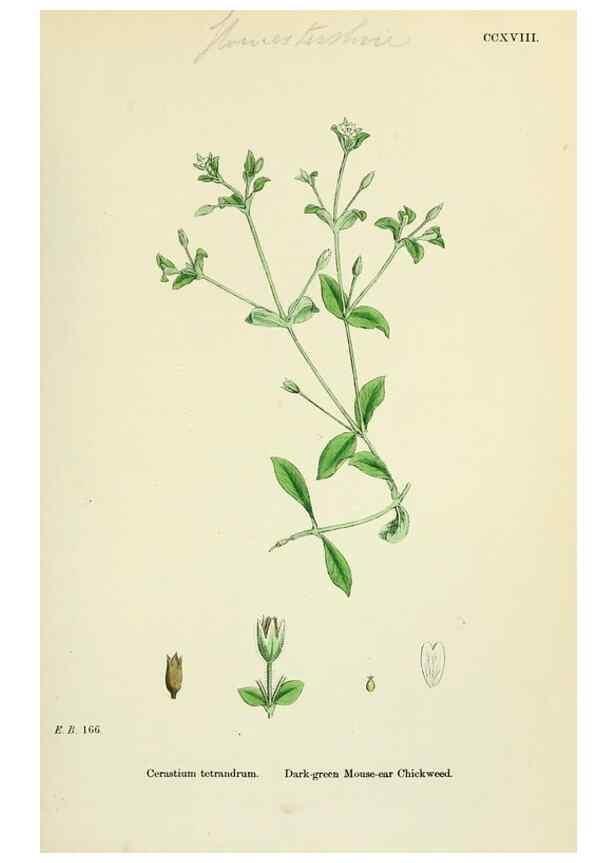 Reproducción/Reproduction 48754893468: English botany, or, Coloured figures of British plants /. London :R. Hardwicke,1863-1886.. 