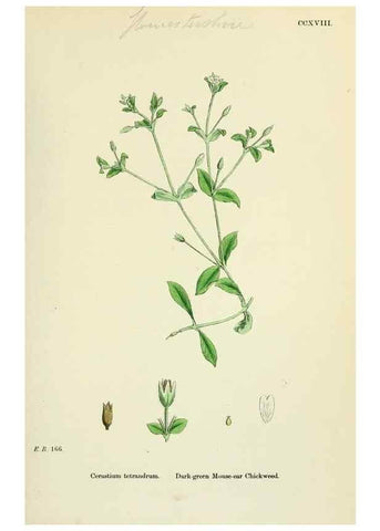 Reproducción/Reproduction 48754893468: English botany, or, Coloured figures of British plants /. London :R. Hardwicke,1863-1886.. 