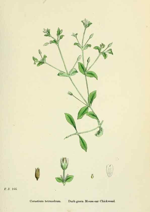 Reproducción/Reproduction 48754893468: English botany, or, Coloured figures of British plants /. London :R. Hardwicke,1863-1886.. 