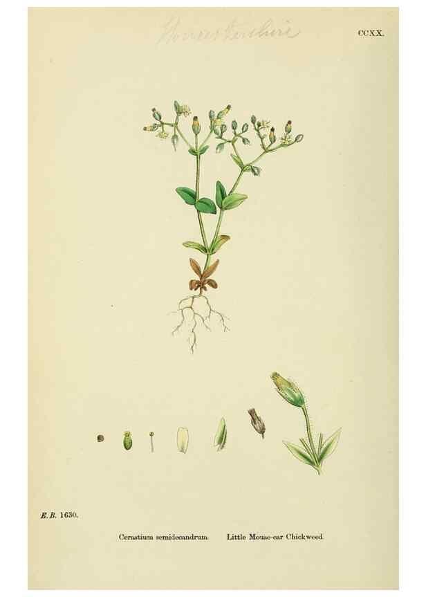 Reproducción/Reproduction 48755409812: English botany, or, Coloured figures of British plants /. London :R. Hardwicke,1863-1886.. 