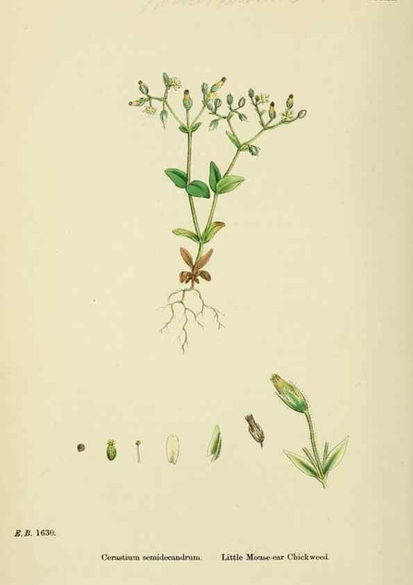 Reproducción/Reproduction 48755409812: English botany, or, Coloured figures of British plants /. London :R. Hardwicke,1863-1886.. 