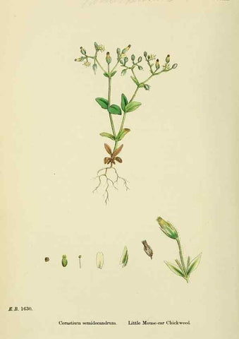 Reproducción/Reproduction 48755409812: English botany, or, Coloured figures of British plants /. London :R. Hardwicke,1863-1886.. 