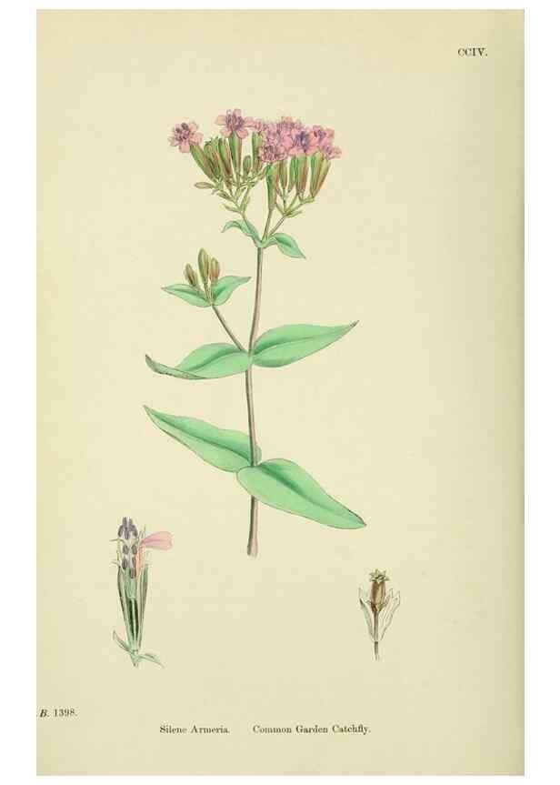 Reproducción/Reproduction 48755209911: English botany, or, Coloured figures of British plants /. London :R. Hardwicke,1863-1886.. 