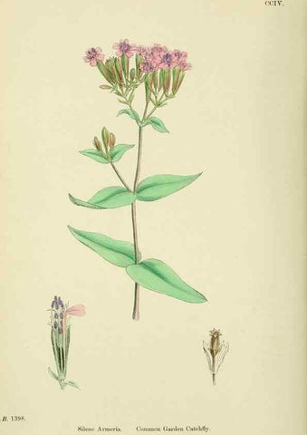 Reproducción/Reproduction 48755209911: English botany, or, Coloured figures of British plants /. London :R. Hardwicke,1863-1886.. 