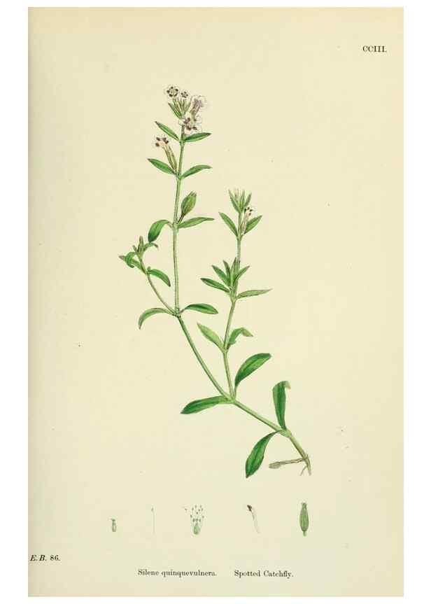 Reproducción/Reproduction 48754888318: English botany, or, Coloured figures of British plants /. London :R. Hardwicke,1863-1886.. 