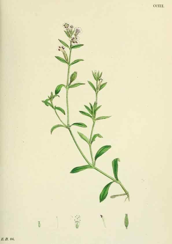 Reproducción/Reproduction 48754888318: English botany, or, Coloured figures of British plants /. London :R. Hardwicke,1863-1886.. 