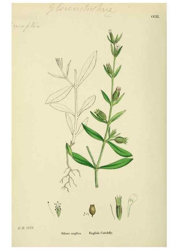Reproducción/Reproduction 48754887963: English botany, or, Coloured figures of British plants /. London :R. Hardwicke,1863-1886.. 